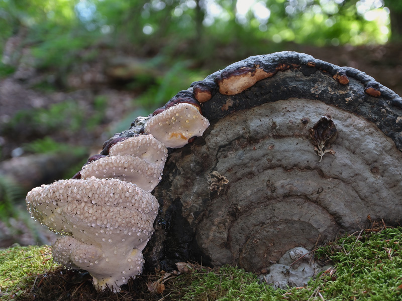 Fomitopsis pinicola